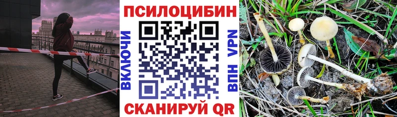 хочу   Зея  Псилоцибиновые грибы Psilocybine cubensis 